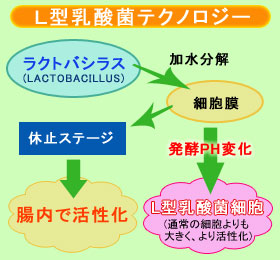 L型乳酸菌テクノロジー