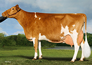 ゴールデン アイ ジョナサン レイア