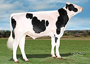 JC-KOW ディミトリ 1969