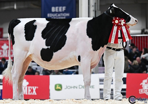 キングスウェイ　コート　ア　バイブ