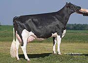 コーベン V ホーリースモークス ノーブル