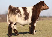 オータム ランズ ベビーフェイス