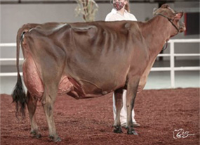 エーボンリー ラブ チップ