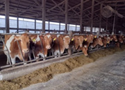 マーレイ オードリー アイスチップ