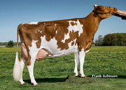 マーレイ オードリー チューリップ