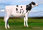 マーティンビュー サイドキック シルク