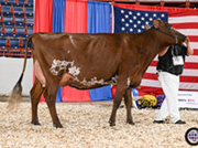 オールドバンクストン コール ミー メイビー