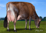 ザリホフ プレミア スノーフォール