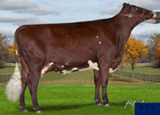 ウエストサイド アイアンマン ライリー